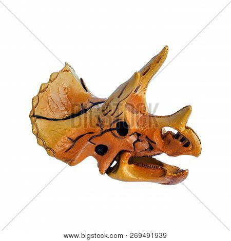 Triceratops,dinosaur Skull Model Is Made Of Plastic