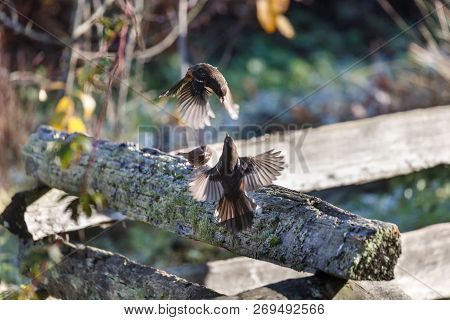 Spotted Towhee Fighting At Vancouver Bc Canada