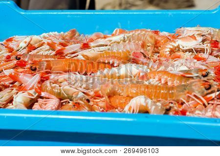 Blue Plastic Containers With Catch Of Sea Shrimps