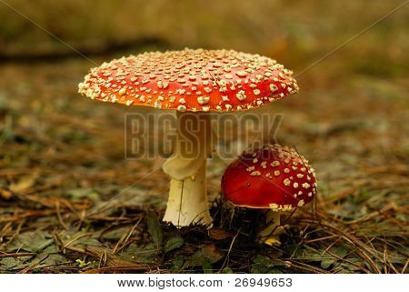 Toadstools