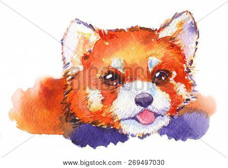 Watercolor Red Panda Animal Hand Drawn Illustration