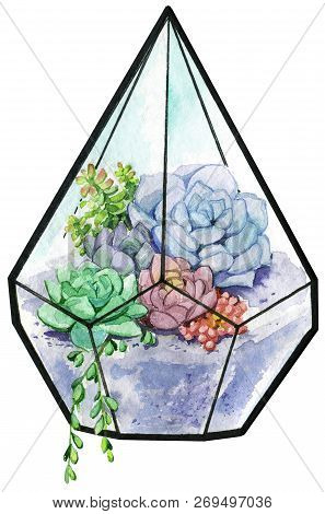 Watercolor Florarium Succulent Flower Isolated Decoration Rose