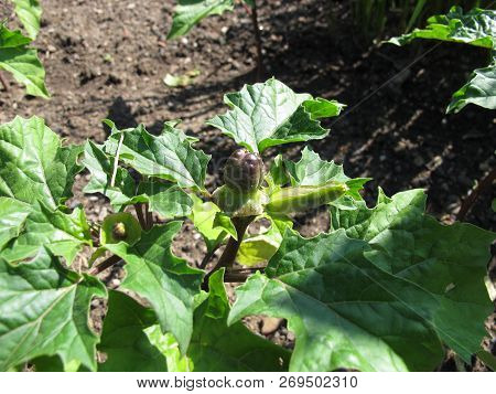 Poisonous Indian Metel, Datura Metel, With Fruits