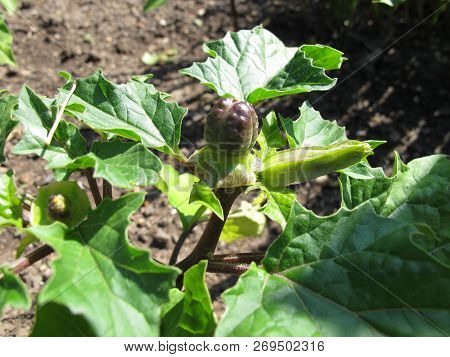 Poisonous Indian Metel, Datura Metel, With Fruits