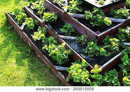 Strawberries Grows Up In Raised Garden Bed. Pyramid Raised Garden