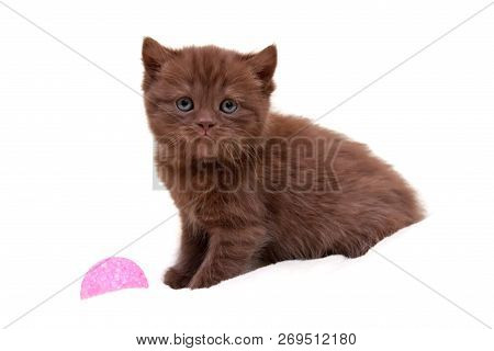 Little charming chocolate British kitten sitting on a white background isolated next to a pink ball and looks into the camera
