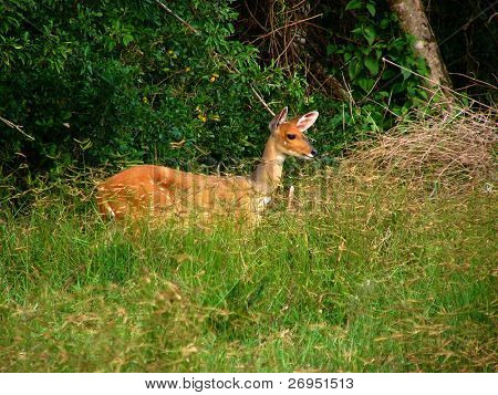 Bushbuck antelope Etelä-Afrikassa