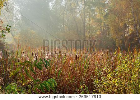 Reed Mace On A Forest Overgrown Lake At Autumn Morning