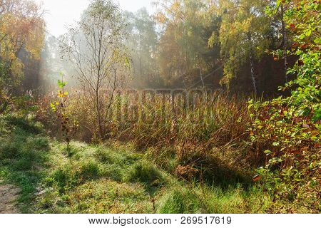 Reed-mace On A Forest Overgrown Lake At Autumn Morning