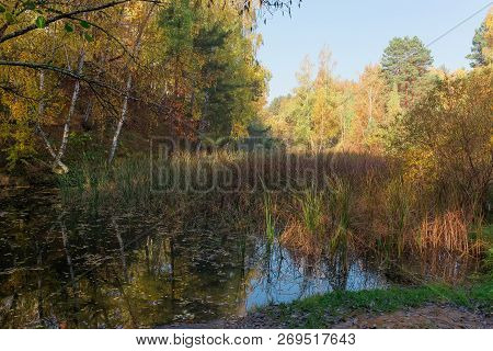 Forest Lake Overgrown With Reed-mace And Other Water Plants Against Of Clear Sky At Autumn Day
