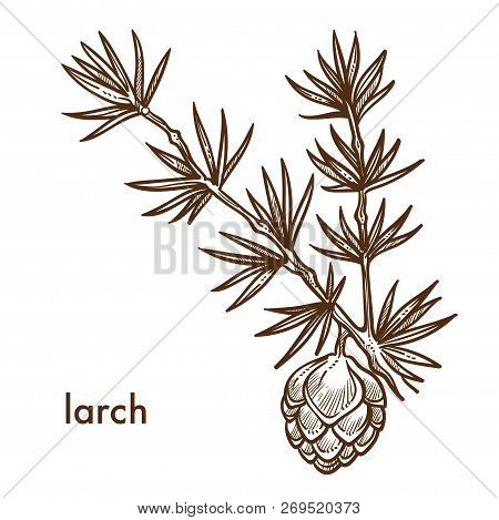 Larch Branch Of Plant With Needles And Leaves Cone