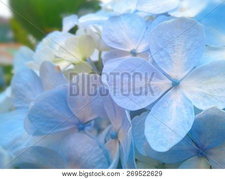 Beautiful Blue Flower Form Tawangmangu City, Indonesia