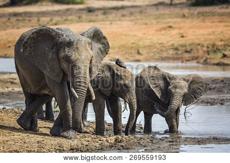 African Bush Elephant Family Drinking In Waterhole In Kruger National Park, South Africa ; Specie Lo