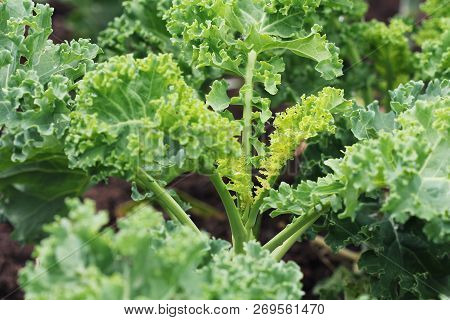 Young Kale Growing In The Vegetable Garden