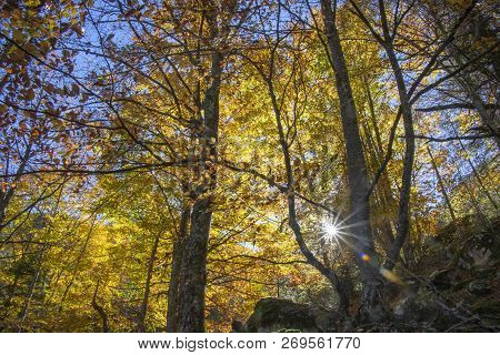 The Suns Rays Of Light Through The Branches Of Trees In The Autumn Forest. Litochoro. Greece