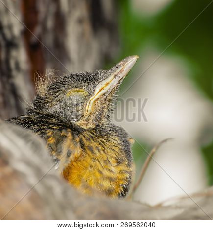 Baby Bird Sleeping With Closed Eyes. Small Bird That Doesnt Fly Yet Waiting For Mom. Rufous-bellied 