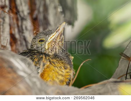Baby Bird Looking Upward Waiting For Mom To Bring Food. Sad Eyes. Rufous-bellied Thrush. Turdus Rufi