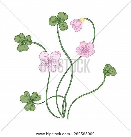 Wood Sorrel Flowers And Trifoliate Leaves Isolated On White Background. Detailed Drawing Of Wild Her