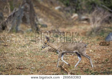 Common Duiker Female Walking In Kruger National Park, South Africa ; Specie Sylvicapra Grimmia Famil