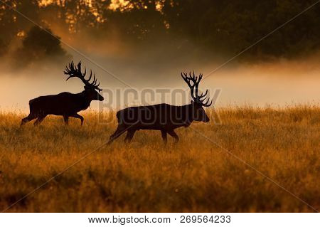 The Red Deer, Cervus Elaphus Stands In Dry Grass, In Typical Autumn Environment, Majestic Animal Pro