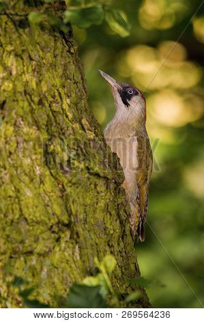 The European Green Woodpecker, Picus Viridis Is Feeding Its Chicks Before They Will Have The First F