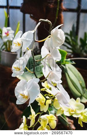 Beautiful Pink Orchid Branch Variety Phalaenopsis Singolo On Abstract Blurred Background