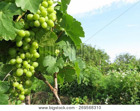 Green Vineyard, Growing Bunches Of White Grapes. Rural Landscape With Grapevine And Blue Sky, Winema