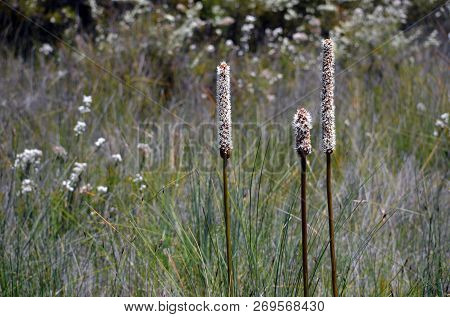 Three Young Flowering Australian Grass Trees, Xanthorrhoea, Growing Among Wildflowers, Royal Nationa