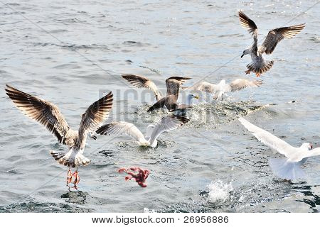 Gaivotas lutando por suas entranhas de peixe