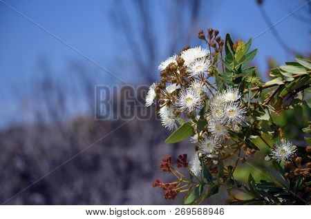 White And Yellow Dwarf Apple Gum Tree Flowers And Red Buds, Angophora Hispida, Under A Blue Sky In T
