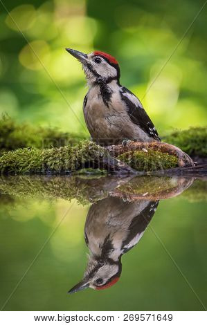 The Great Spotted Woodpecker, Dendrocopos Major Is Sitting At The Forest Waterhole, Reflecting In Th