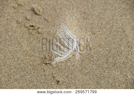 Maro Photo Of Beautiful Feather, Filmed On A Sandy Coast