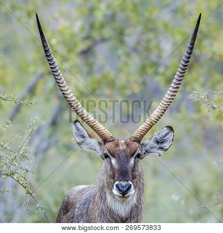 Portrait Of Common Waterbuck Horned Male In Kruger National Park, South Africa ; Specie Kobus Ellips