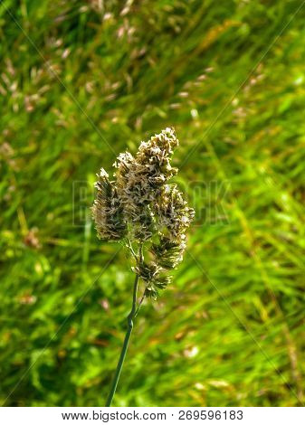 Close Up Of Orchard Grass ( Dactylis Glomerata ). Nature In Summer On Meadow In Poland.