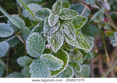 Morning frost on green plants