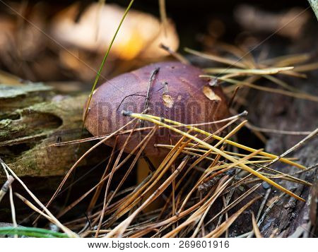 One Polish Mushroom (polonica Boletus) In Pine Needles, Extreme Closeup