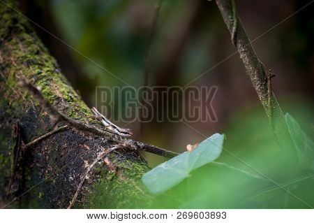 Skink Or Scincoid Lizard, Animal Of Thailand