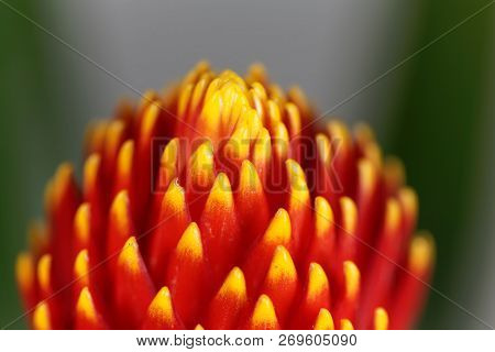 Flower Of The Guzmania Hybrid Tala