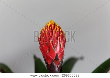 Flower Of The Guzmania Hybrid Tala