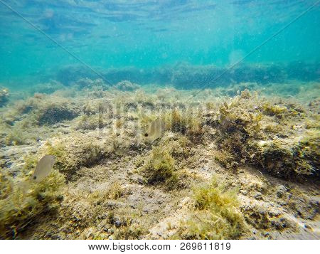 Sargos Swimming In Alghero Blue Sea. Sardinia, Italy