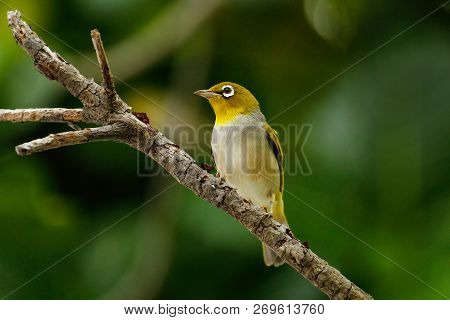 Fiji White-eye (zosterops Explorator) Sitting On A Tree Branch. It Is Endemic To The Islands Of Fiji