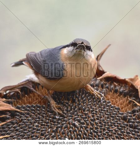 Nuthatch Bird Siting On Sunflower Here In Czech Republic