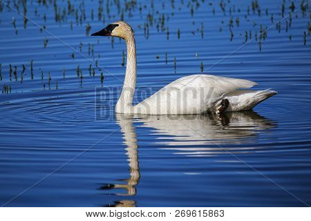 Trumpeter Swan (cygnus Buccinator) In Yellowstone National Park, Wyoming, Usa