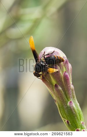 Vespula Germanica Is On The Flower As An Insect Species That Carries Both Meat And Plants As Food.