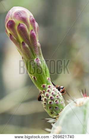 Vespula Germanica Is On The Flower As An Insect Species That Carries Both Meat And Plants As Food.