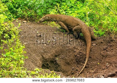 Komodo Dragon Walking Out Of A Hole On Rinca Island In Komodo National Park, Nusa Tenggara, Indonesi