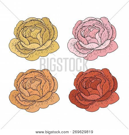 Colorful Ink Pionies Vintage Collection Plants Elements