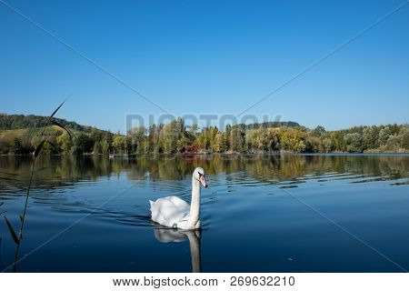 Swan Near Biodiversum In The Nature Reserve Haff Reimech