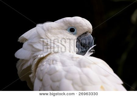 Cacatua