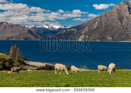 Sheep grazing on a field near Lake Hawea with mountains in the background, Sounh Island, New Zealand
